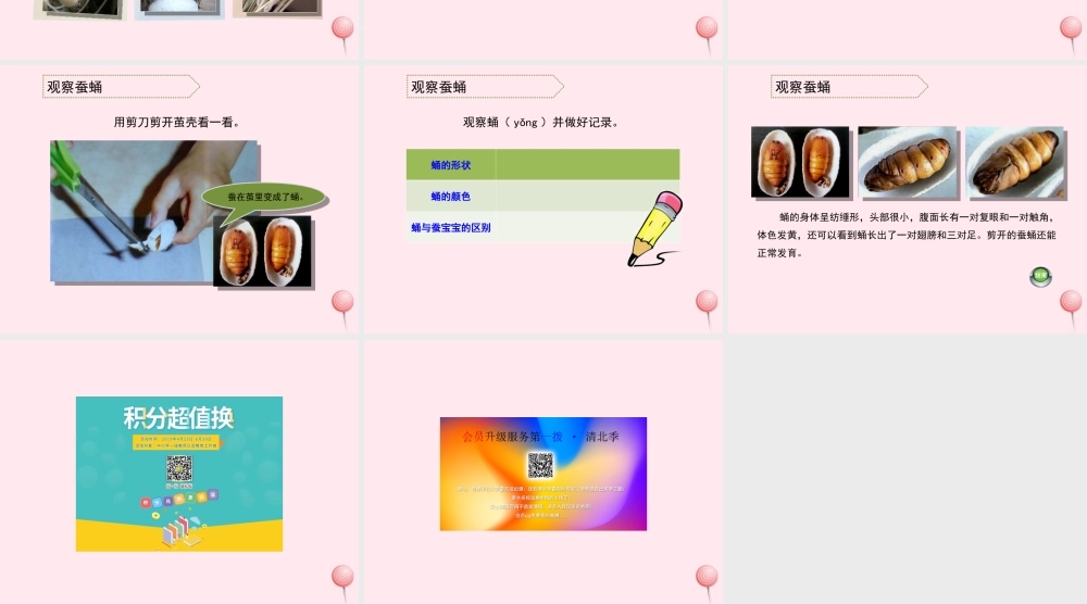 三年级科学下册 第二单元 第8课《蚕宝宝建新房》课件1 鄂教版-鄂教版小学三年级下册自然科学课件