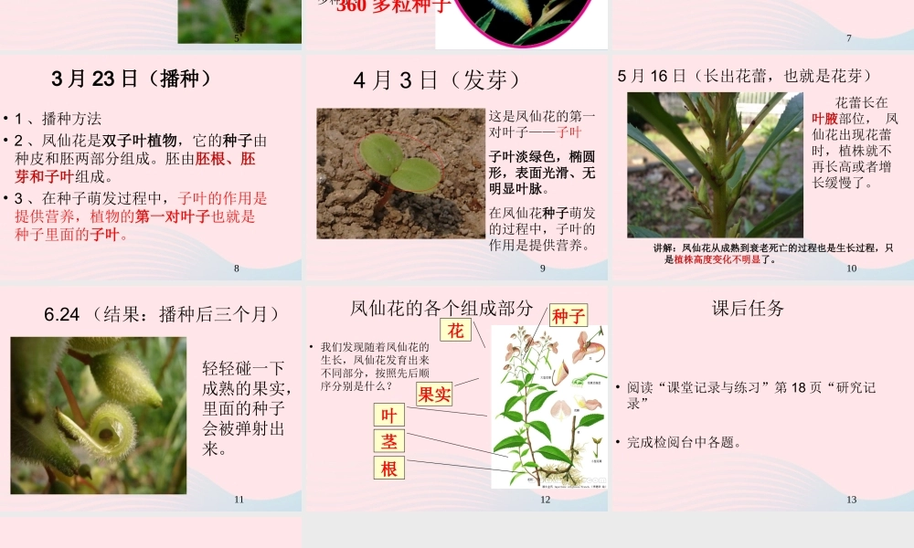 三年级科学下册 植物的生长变化 7 我们的大丰收课件2 教科版-教科版小学三年级下册自然科学课件