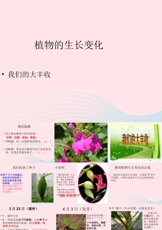 三年级科学下册 植物的生长变化 7 我们的大丰收课件2 教科版-教科版小学三年级下册自然科学课件
