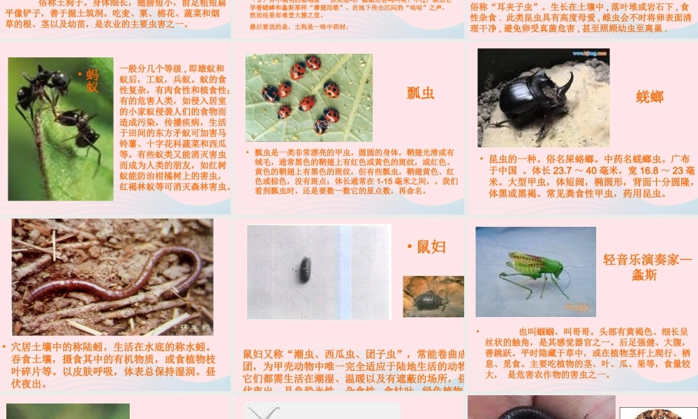 三年级科学下册 三 植物生活的土地 2《土壤中的动物》课件1 新人教版-新人教版小学三年级下册自然科学课件