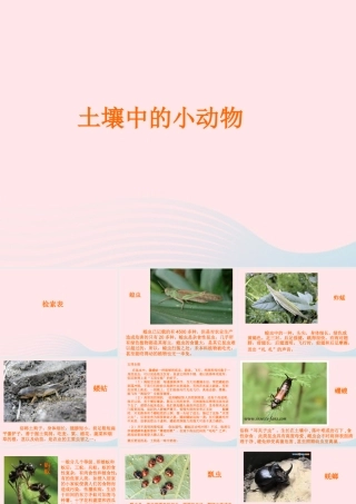 三年级科学下册 三 植物生活的土地 2《土壤中的动物》课件1 新人教版-新人教版小学三年级下册自然科学课件