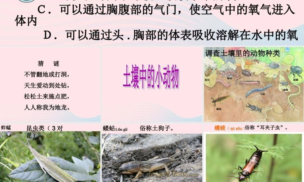 三年级科学下册 三 植物生活的土地 2《土壤中的动物》课件2 新人教版-新人教版小学三年级下册自然科学课件