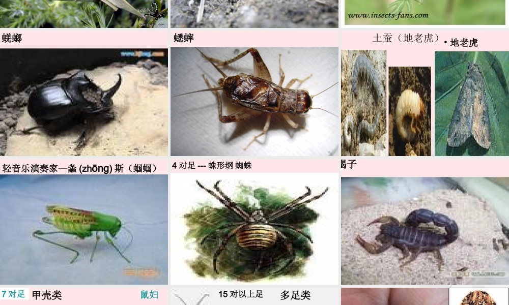 三年级科学下册 三 植物生活的土地 2《土壤中的动物》课件2 新人教版-新人教版小学三年级下册自然科学课件