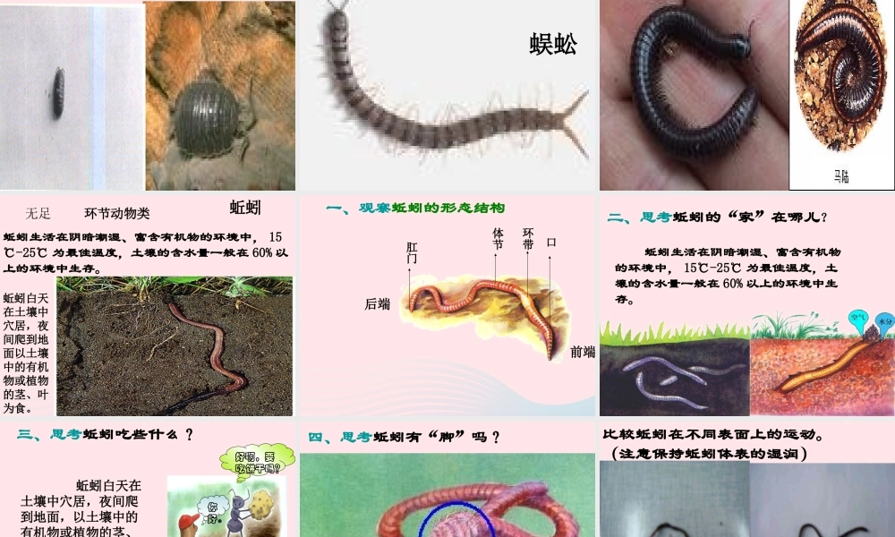 三年级科学下册 三 植物生活的土地 2《土壤中的动物》课件2 新人教版-新人教版小学三年级下册自然科学课件