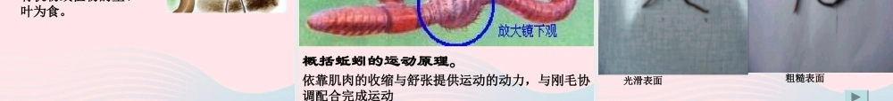 三年级科学下册 三 植物生活的土地 2《土壤中的动物》课件2 新人教版-新人教版小学三年级下册自然科学课件