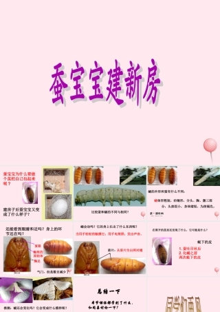 三年级科学下册 第二单元 第8课《蚕宝宝建新房》课件3 鄂教版-鄂教版小学三年级下册自然科学课件