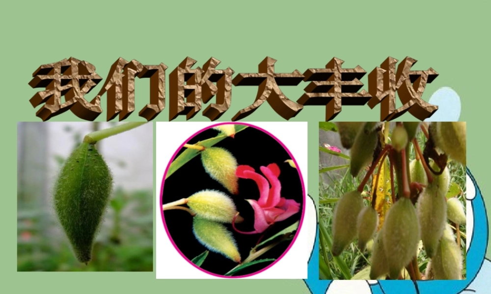 三年级科学下册 植物的生长变化 7 我们的大丰收课件3 教科版-教科版小学三年级下册自然科学课件