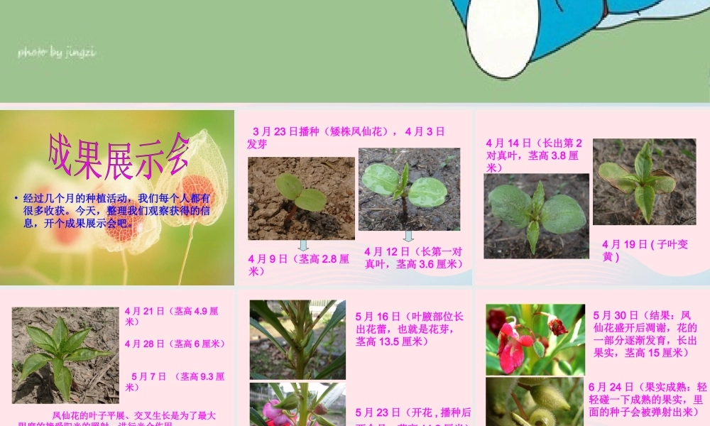 三年级科学下册 植物的生长变化 7 我们的大丰收课件3 教科版-教科版小学三年级下册自然科学课件