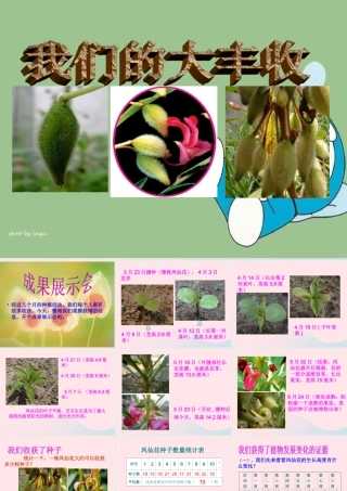 三年级科学下册 植物的生长变化 7 我们的大丰收课件3 教科版-教科版小学三年级下册自然科学课件