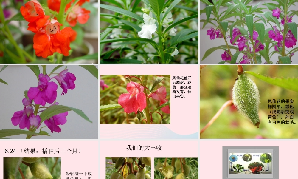 三年级科学下册 植物的生长变化 7《我们的大丰收》课件 教科版-教科版小学三年级下册自然科学课件