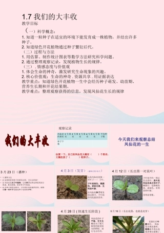 三年级科学下册 植物的生长变化 7《我们的大丰收》课件 教科版-教科版小学三年级下册自然科学课件