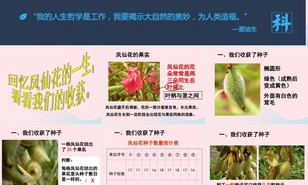 三年级科学下册 植物的生长变化 7我们的大丰收课件 教科版-教科版小学三年级下册自然科学课件