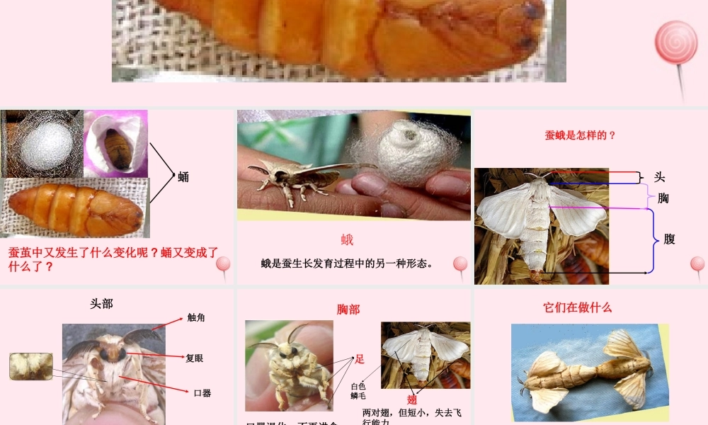 三年级科学下册 第二单元 第9课《蚕蛹变成了什么》课件1 鄂教版-鄂教版小学三年级下册自然科学课件