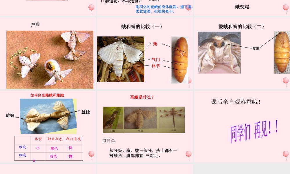 三年级科学下册 第二单元 第9课《蚕蛹变成了什么》课件1 鄂教版-鄂教版小学三年级下册自然科学课件