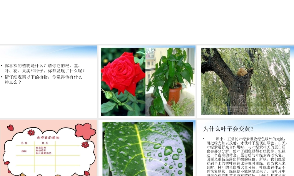 三年级科学下册 植物和我们课件 沪教版