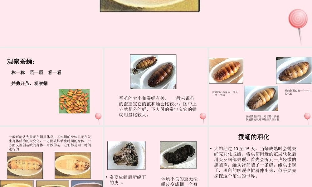三年级科学下册 第二单元 第9课《蚕蛹变成了什么》课件2 鄂教版-鄂教版小学三年级下册自然科学课件