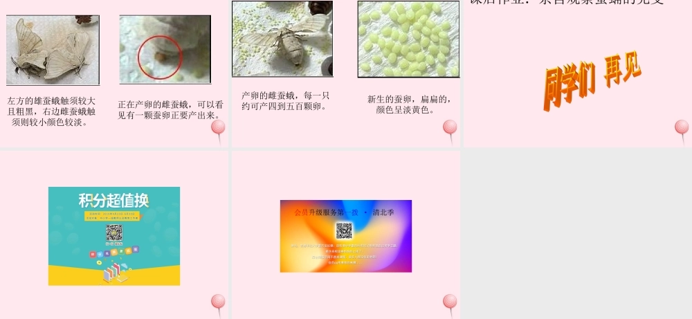 三年级科学下册 第二单元 第9课《蚕蛹变成了什么》课件2 鄂教版-鄂教版小学三年级下册自然科学课件