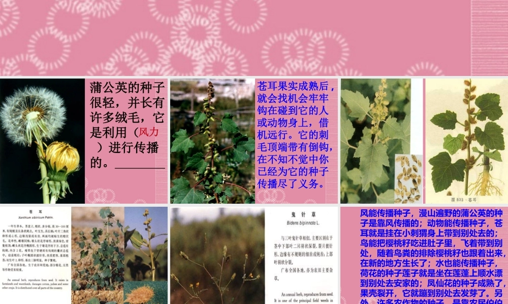 三年级科学下册 植物怎样传播种子 1课件 首师大版