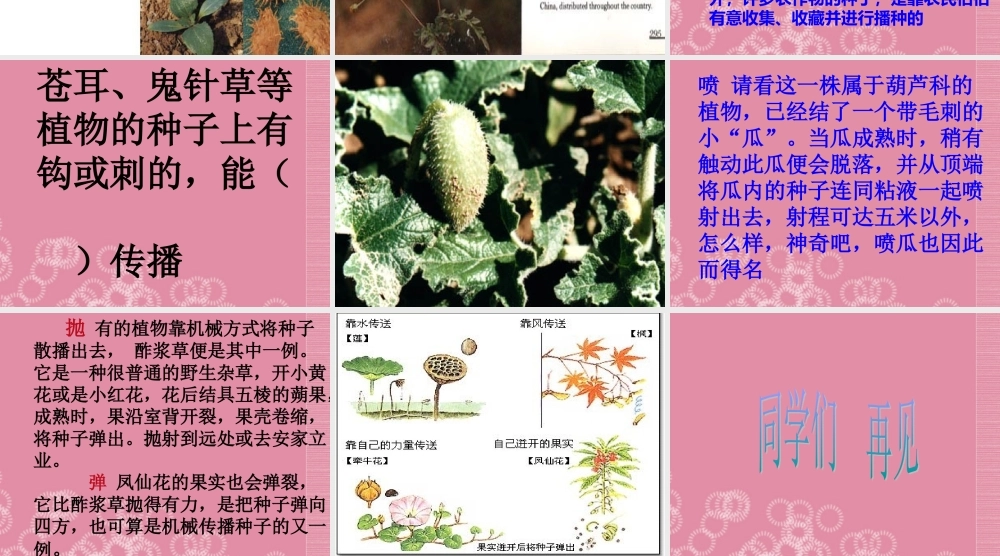 三年级科学下册 植物怎样传播种子 1课件 首师大版