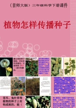 三年级科学下册 植物怎样传播种子 1课件 首师大版