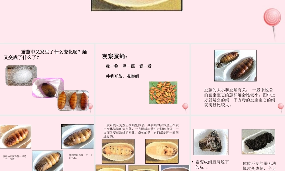 三年级科学下册 第二单元 第9课《蚕蛹变成了什么》课件3 鄂教版-鄂教版小学三年级下册自然科学课件