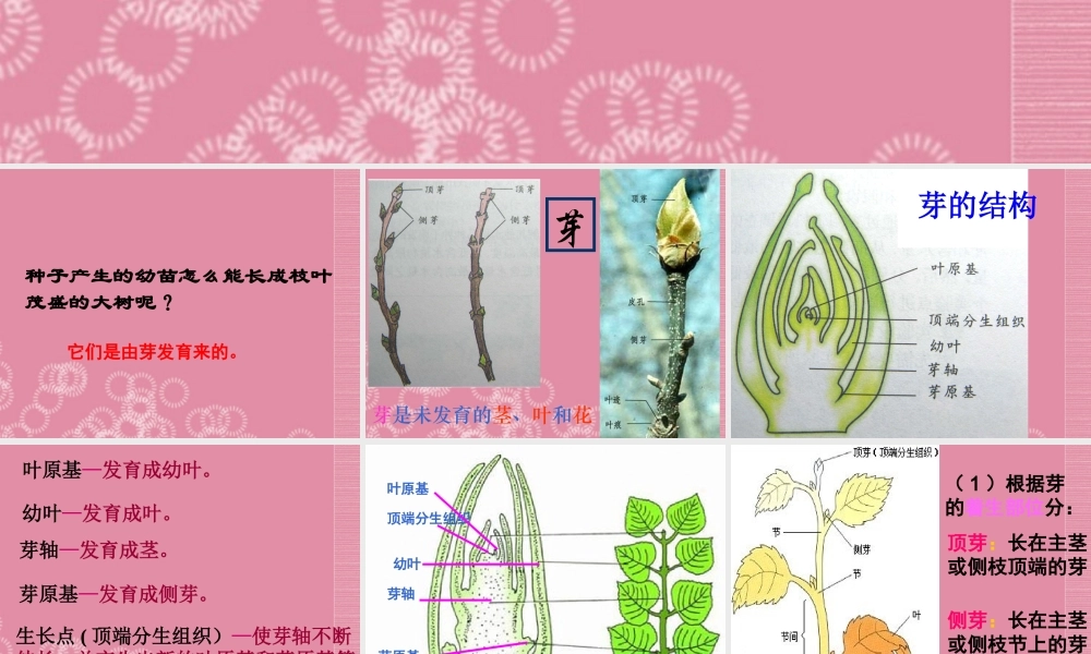 三年级科学下册 植物怎样度过一生 1课件 首师大版