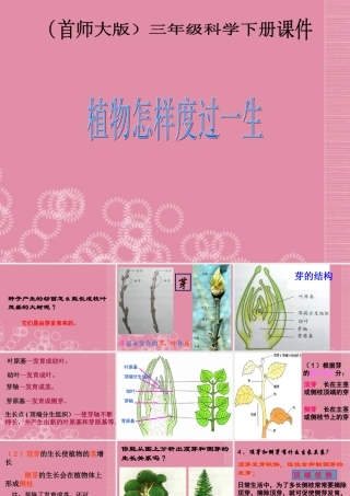 三年级科学下册 植物怎样度过一生 1课件 首师大版