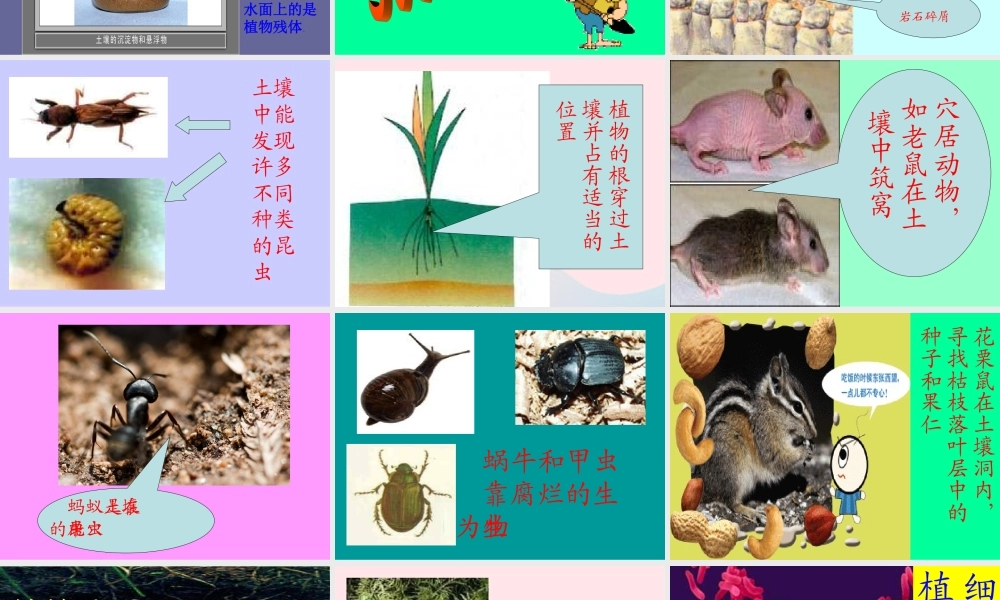 三年级科学下册 三 植物生活的土地 第1课《土壤里有什么》课件 新人教版-新人教版小学三年级下册自然科学课件