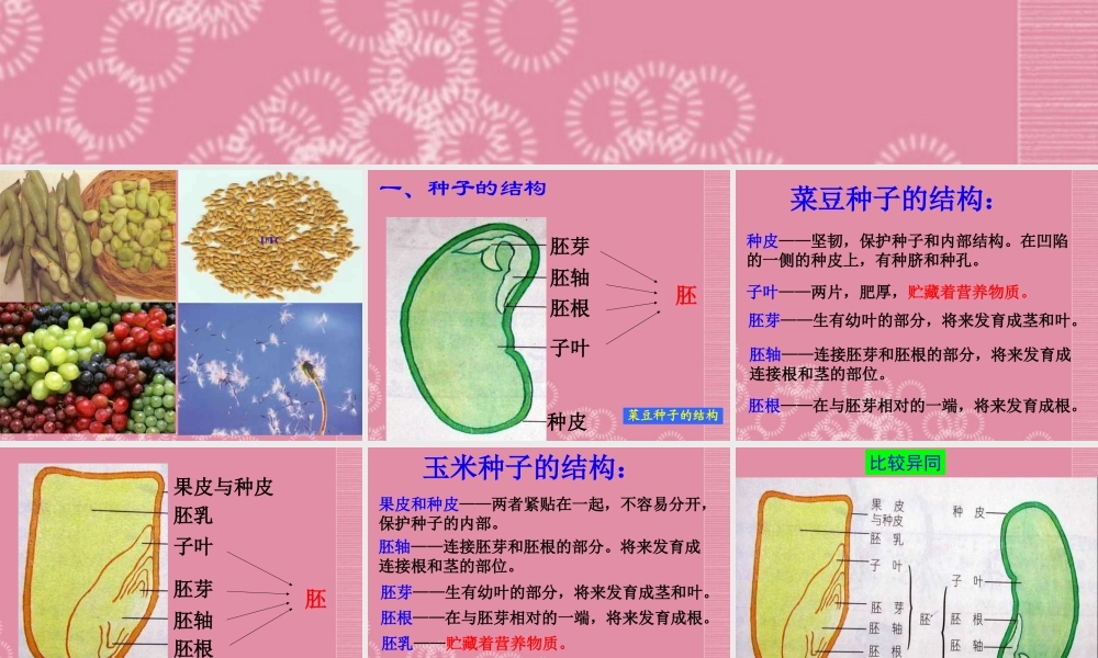 三年级科学下册 植物怎样度过一生 2课件 首师大版
