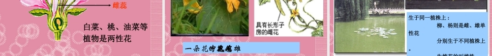 三年级科学下册 植物怎样度过一生 2课件 首师大版