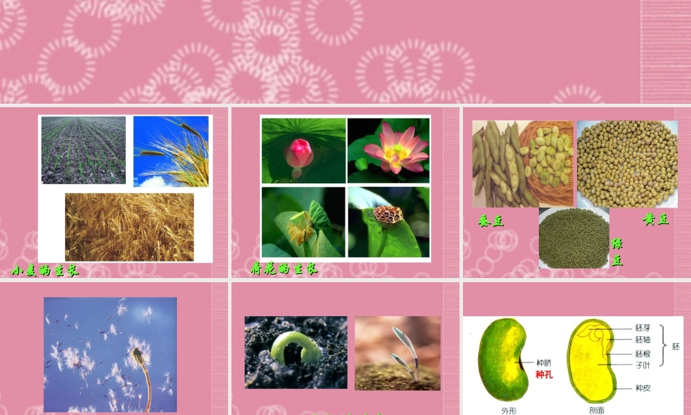 三年级科学下册 植物怎样度过一生 3课件 首师大版
