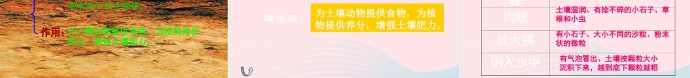 三年级科学下册 三 植物生活的土地 第2课《土壤中的动物》课件2 新人教版-新人教版小学三年级下册自然科学课件