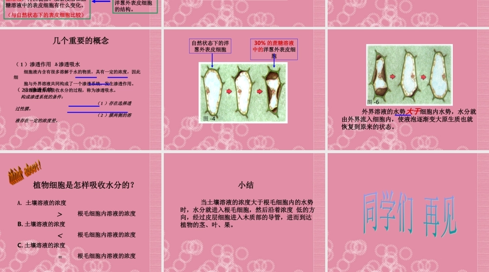 三年级科学下册 植物怎样喝水 1课件 首师大版