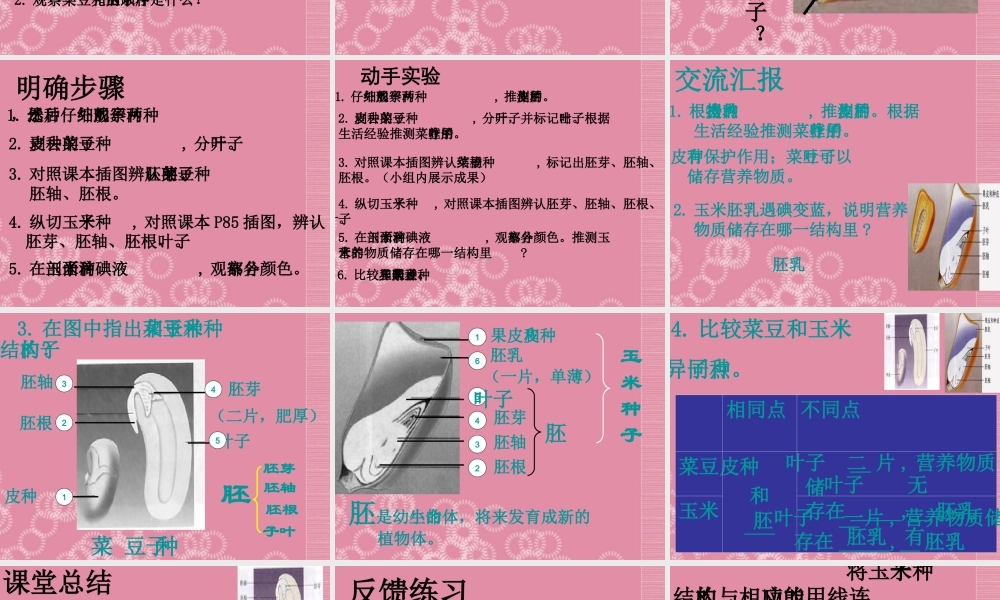 三年级科学下册 种子的构造 1课件 首师大版