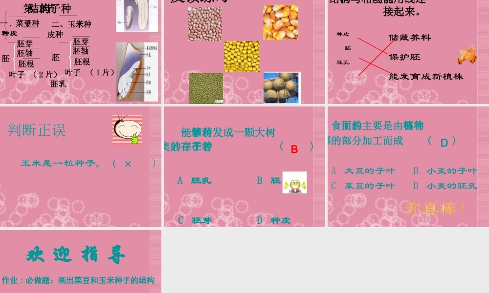 三年级科学下册 种子的构造 1课件 首师大版