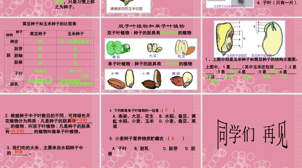 三年级科学下册 种子的构造 2课件 首师大版