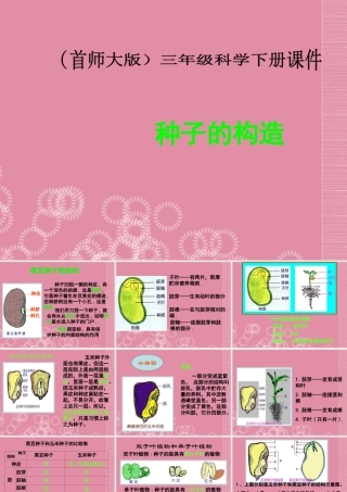 三年级科学下册 种子的构造 2课件 首师大版