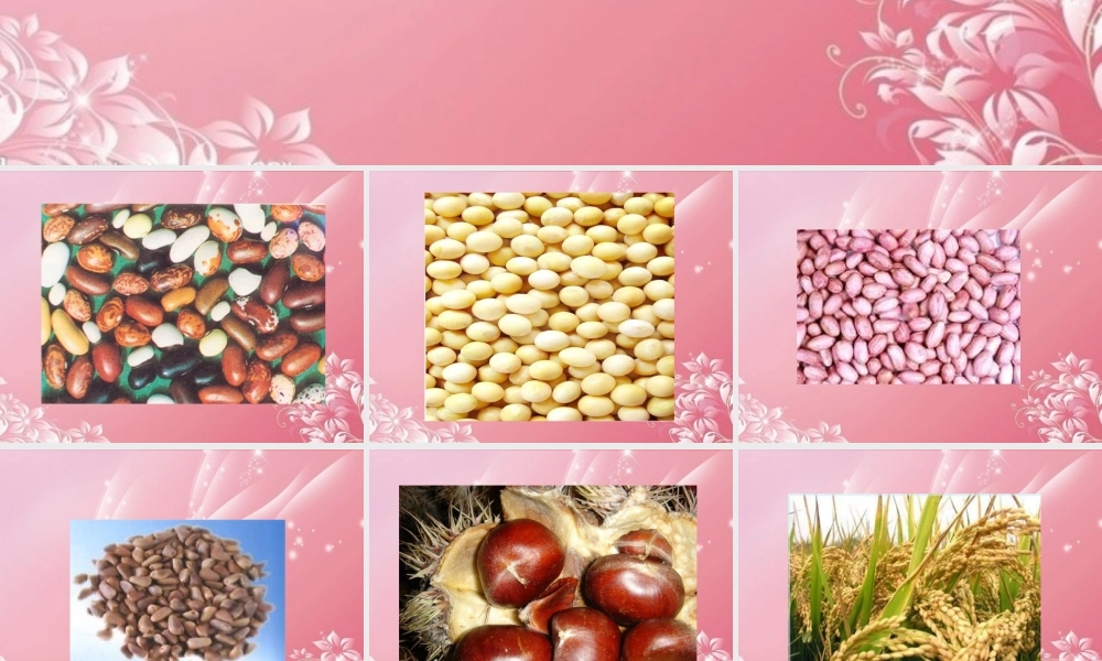 三年级科学下册 种子的构造 3课件 首师大版