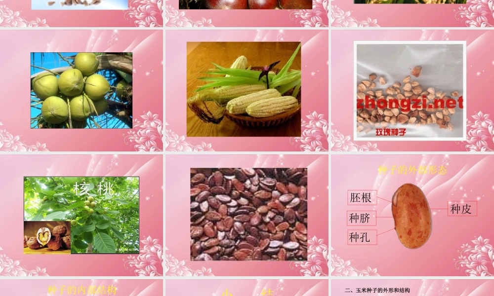 三年级科学下册 种子的构造 3课件 首师大版