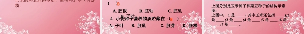 三年级科学下册 种子的构造 3课件 首师大版