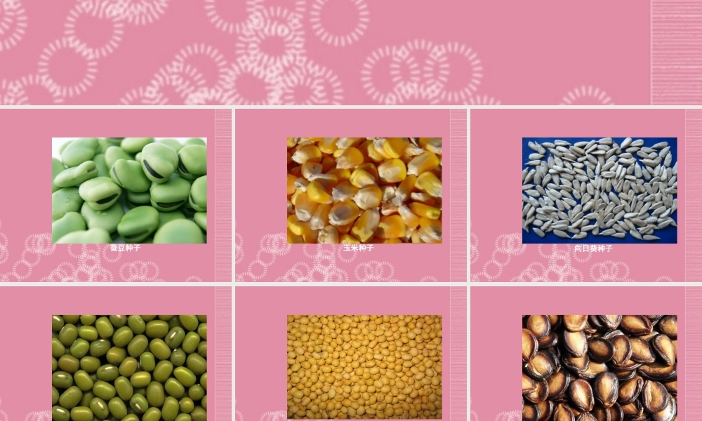 三年级科学下册 种子的构造 4课件 首师大版