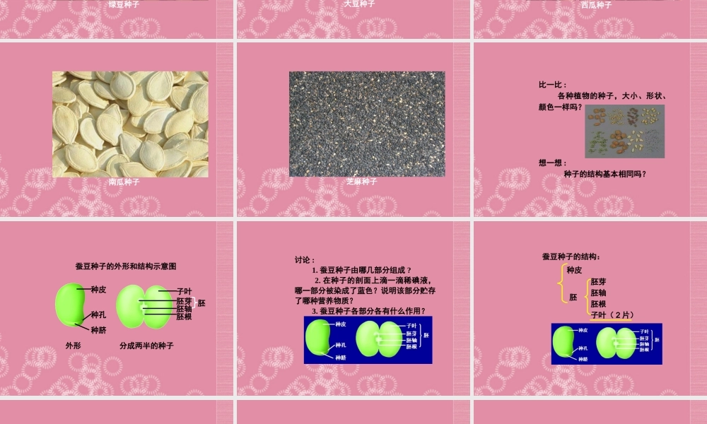 三年级科学下册 种子的构造 4课件 首师大版