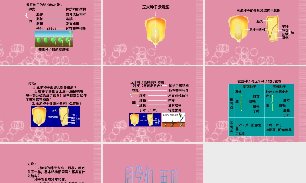 三年级科学下册 种子的构造 4课件 首师大版