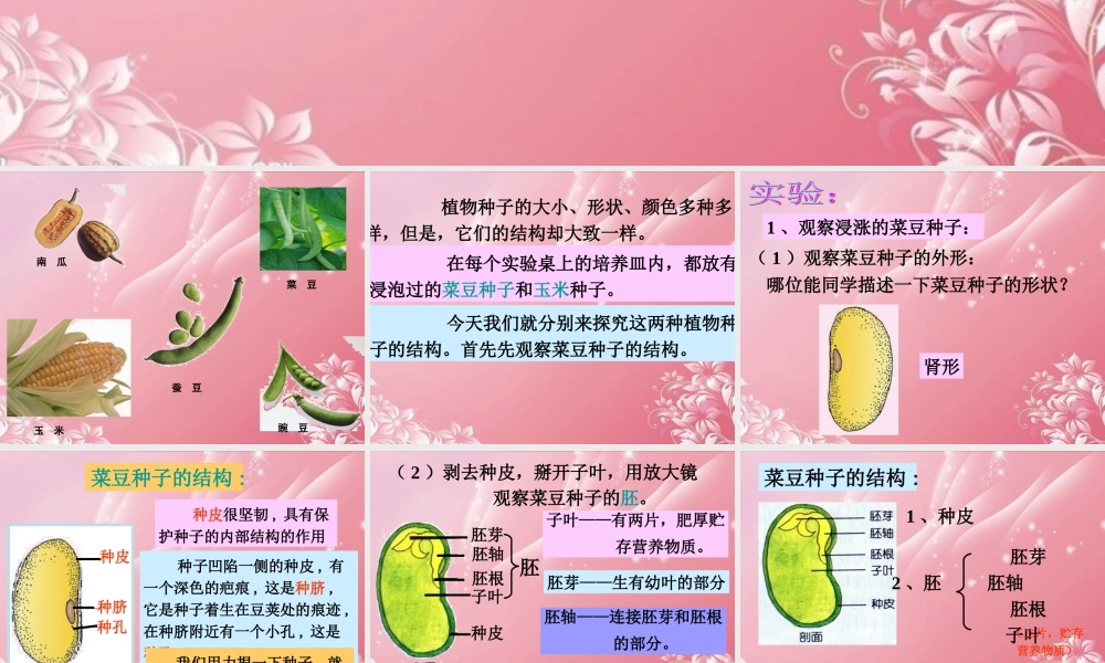 三年级科学下册 种子的构造 5课件 首师大版