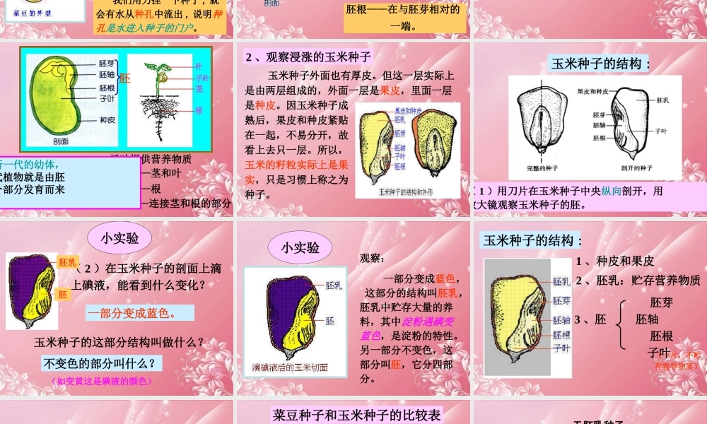 三年级科学下册 种子的构造 5课件 首师大版