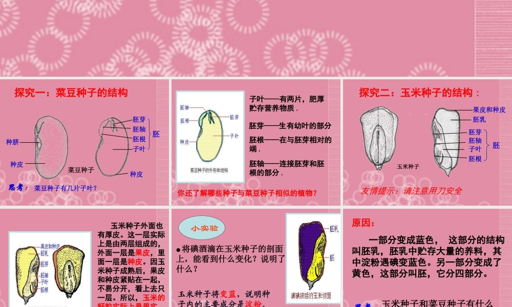 三年级科学下册 种子的构造 6课件 首师大版