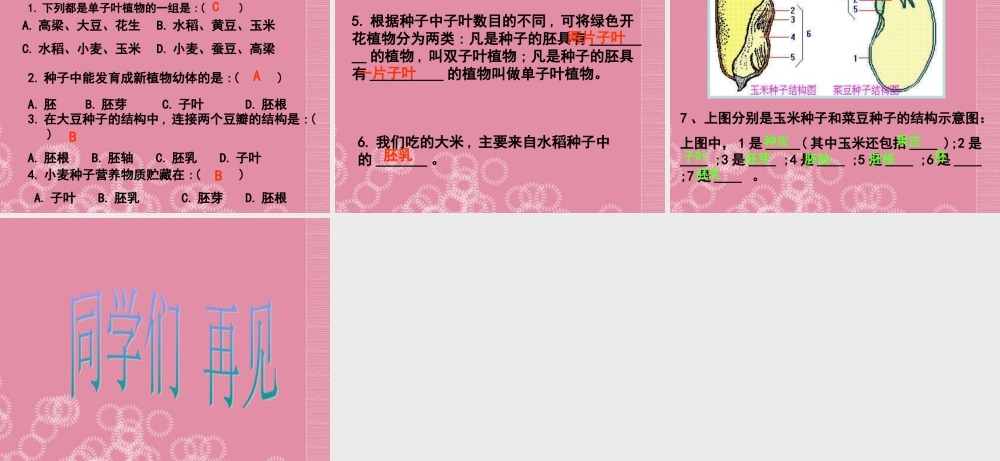 三年级科学下册 种子的构造 6课件 首师大版