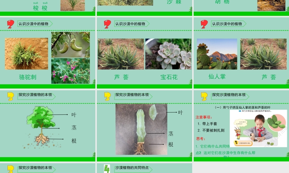 三年级科学下册 第二单元 植物与环境 6 沙漠里的植物课件1 苏教版-苏教版小学三年级下册自然科学课件