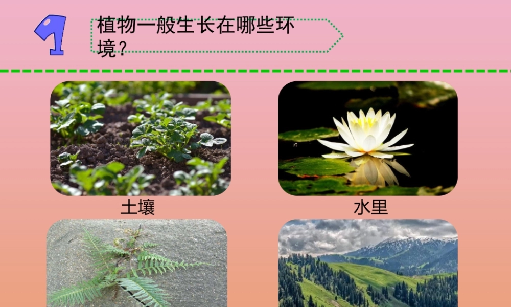 三年级科学下册 第二单元 植物与环境 6 沙漠里的植物课件2 苏教版-苏教版小学三年级下册自然科学课件