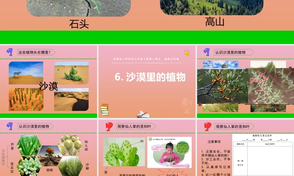 三年级科学下册 第二单元 植物与环境 6 沙漠里的植物课件2 苏教版-苏教版小学三年级下册自然科学课件